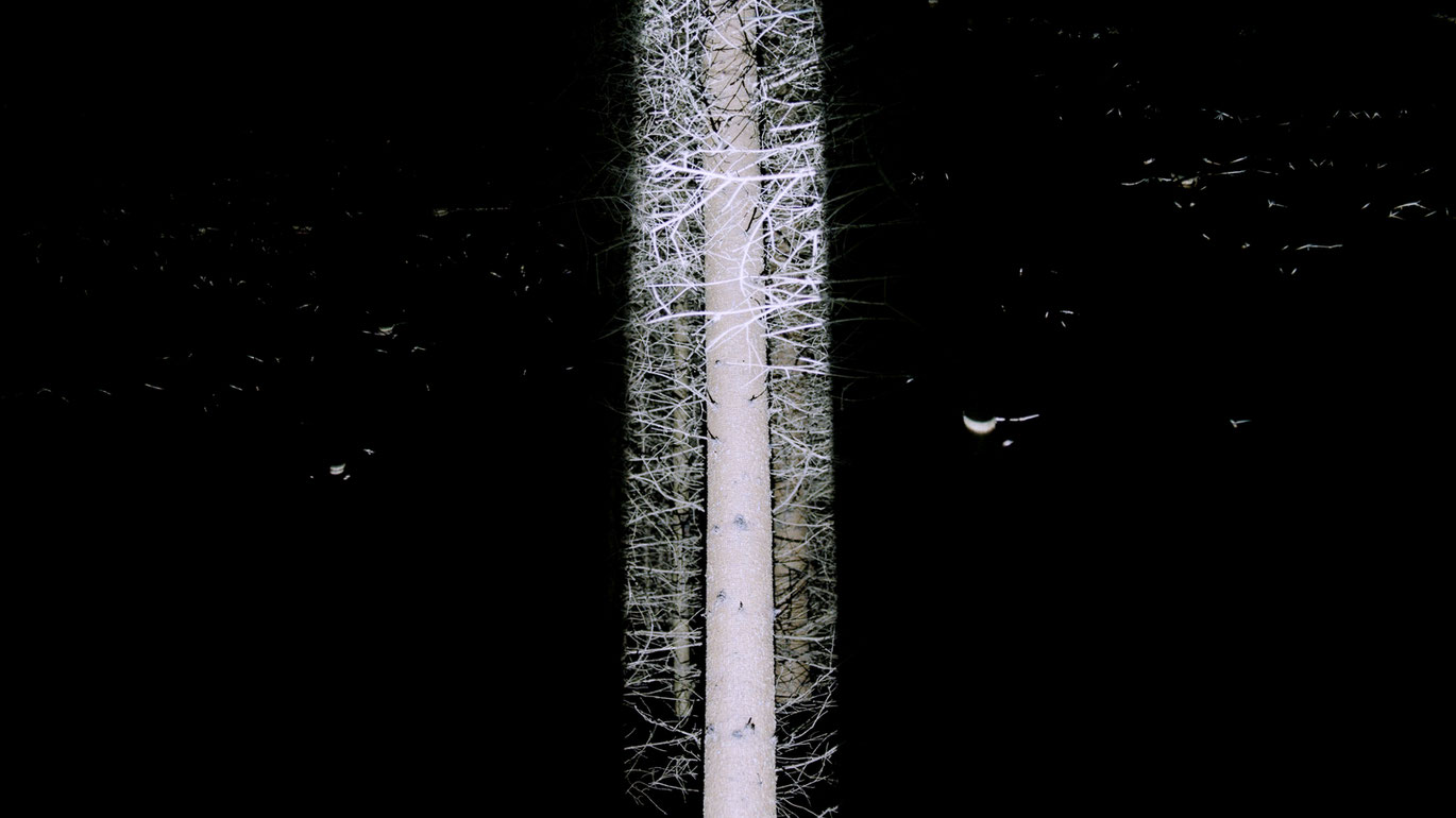 Manuel Knapps fulminanter de natura tenebrarum – about the nature of darkness feiert Weltpremiere bei der Viennale, ebenfalls im Programm Natural Darkness: Viktoria Schmid mit Rojo Žalia Blau. Bereits zu sehen waren Jan Soldats Der Angriff des Alfred Edel auf sich selbst und Friedl vom Gröllers Conditio Humana. 